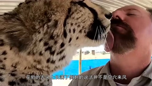豹子舌头上的倒刺有多厉害?老外亲自试验,才几分钟手臂就流血了