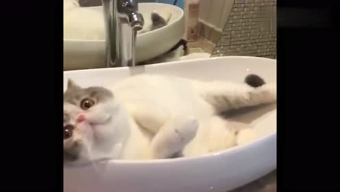 猫咪找的这个窝真安逸,躺在里面不想出来,看它的表情太舒服了!