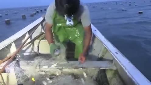 农村阿雄凌晨去赶海,渔网拉起20斤的美人鱼,这下子赚了