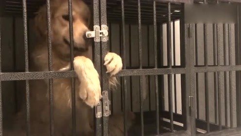 本以为是一只被关在笼子里的可怜狗,谁料看到最后,才发现它是"自愿"的