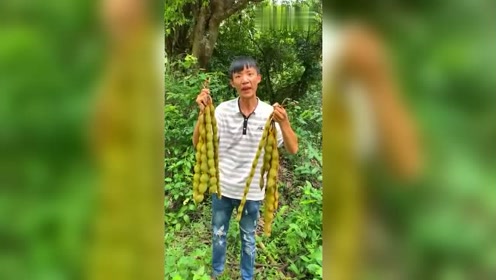 云南小伙上山采的蜡火别,只有当地才有的植物,看起来就像大酸角