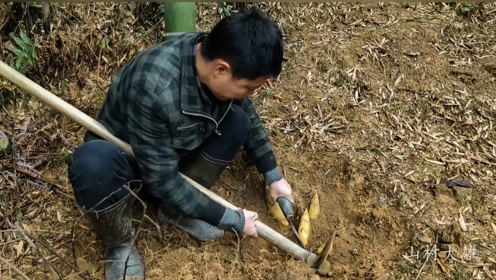 挖笋牛人文哥:看一眼竹子走向就找到4胞胎冬笋,涨见识了