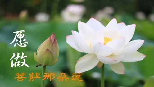 路勇《愿做菩萨那朵莲》,你若看淡心就舒畅,你若盛开清风自来