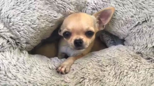 狗狗待在狗窝里,舒服的不想出来,探出头来好可爱