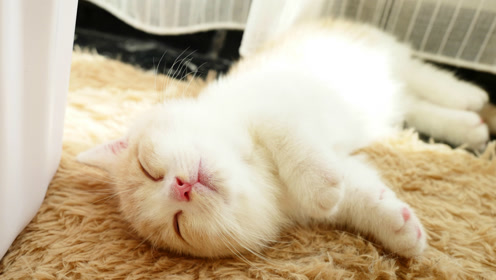 超治愈哄睡,小奶猫真的有让人一扫疲惫的魔力,治愈你一天的疲惫