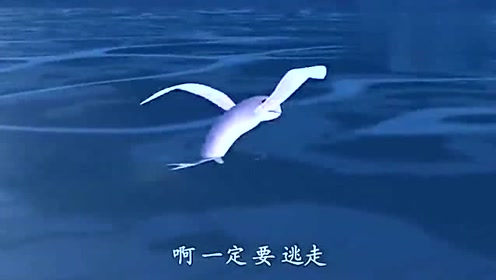 飞鱼小纵队:小胖子请求呱唧不要吃了它巨齿鲨长得像王晶的海底图片