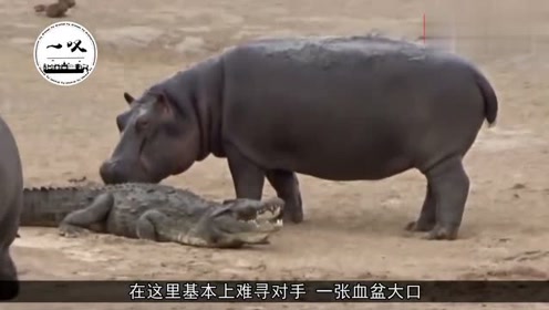 狂妄鬣狗独自迎战河马,河马竟然选择跪地求饶,掏肛王名副其实?