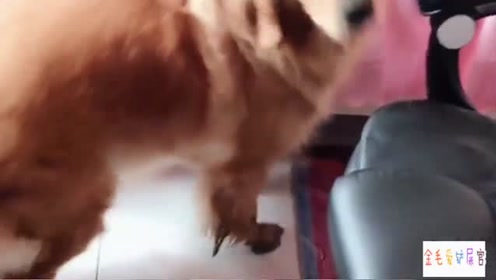 金毛妞妞在外面踩了一脚泥巴，回家就上床，主人怒了