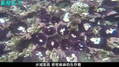 用海胆制作的美味寿司，你想尝尝味道吗一起来见识下！