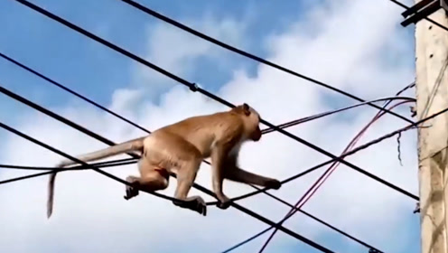 猴子爬到了高压线上,瞬间烧成火猴,镜头拍下全过程!有点心疼!