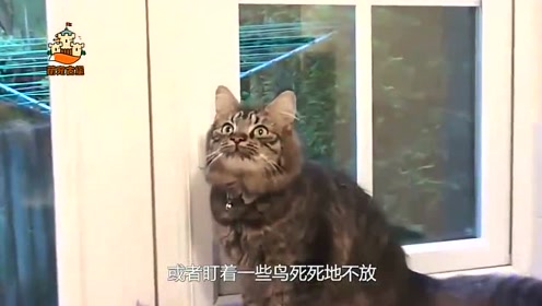 为什么不能把猫咪和乌龟放到一起？知道真相的我不厚道的笑啦！