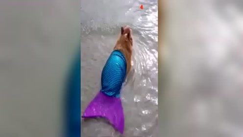 萌宠：穿上美人女尾巴的狗子，好像它已经生无可恋了