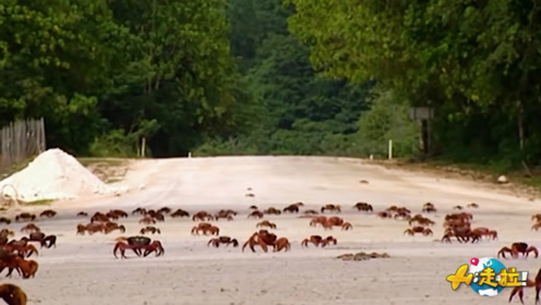 世界上最“有爱”的桥，帮助4500万只螃蟹过马路，老外特意修建！