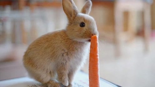 刚满月的小兔子,第一次吃胡萝卜,感觉人生达到了巅峰!