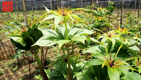 滇重楼七叶一枝花种植技术视频篇之重楼特写