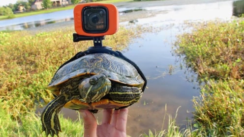 在乌龟身上装个摄像头,感受下乌龟眼中的世界是怎样?