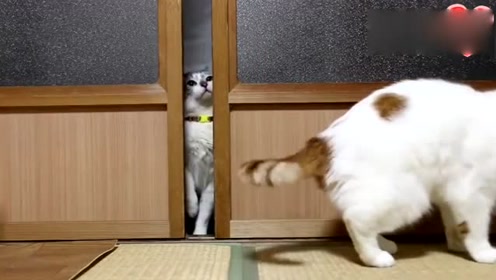 门外花猫开门的动作, 把人笑岔气了
