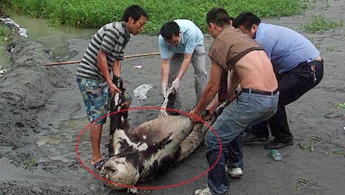 实拍职业"水鬼"工作全过程,高风险高收入,生死就在一