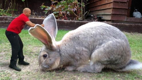 全球最大的兔子多可怕?一年伙食费高达2万元,土豪也不敢随便养