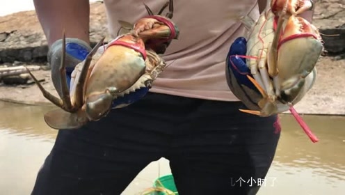 旧洞挖出一斤多的青蟹王,兴哥赶海运气来得还,螃蟹足有腿粗了
