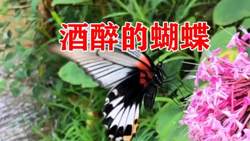 抖音版《酒醉的蝴蝶》完整版剪辑,崔立伟原唱