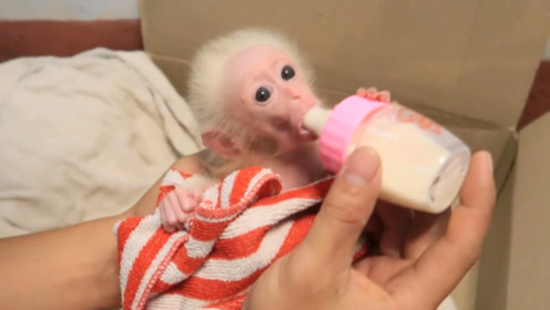 刚出生小猴像极了幼童,被动物园视为珍宝,游客排队请求一见!