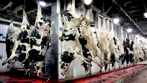 美国牛肉屠宰场杀牛,牛还没反应过来,就变成了超市里的牛排!