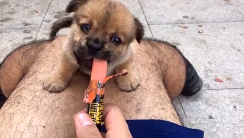 狗狗是火腿肠,但是我想问你,里脊在哪买的?牛毛裤肉肥油图片