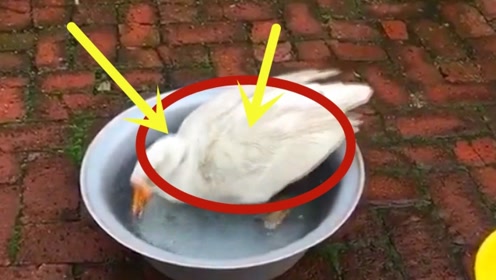 鸭子脸盆里面戏水,下一秒差点被淹死,画面十分滑稽!