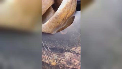 趁着折纸再说,八爪鱼随处可见,先退潮赶海小兔子抓走怎么叠图片