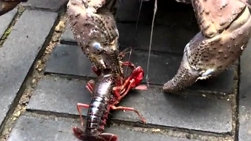 三只小龙虾大战椰子蟹,椰子蟹一招秒杀龙虾,这杀伤力是真的大!