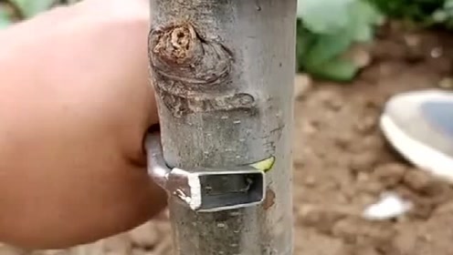 听专家说,环割核桃树,可以使核桃提前开花结果,产量提高十倍!
