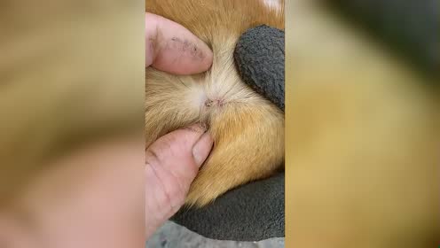 给狗狗的身上捉除蜱虫!