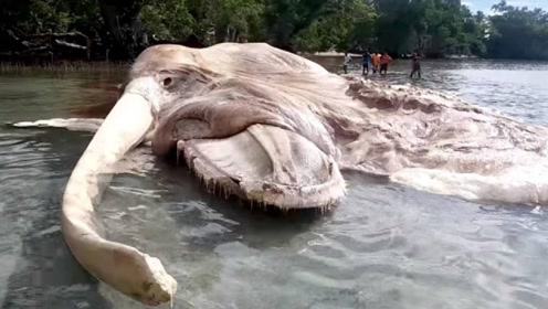 新疆湖中出现"水怪"?牧民大量牛羊被吃,抽干水后发现世界奇迹!