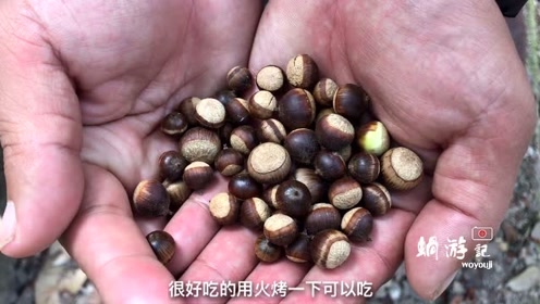 500年的苦槠树,全村人都来捡苦槠果,做成苦槠豆腐老人最爱吃