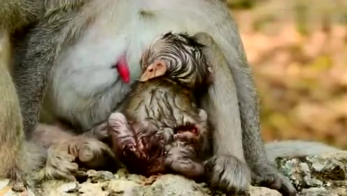 小猴子身上满是淤伤擦伤和咬痕,猴妈妈心疼奔溃
