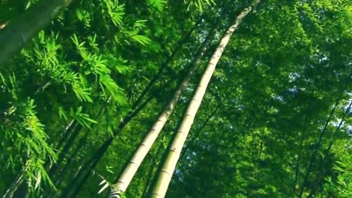 中国最壮观的竹林在四川,竹子达到400种,是卧虎藏龙取景地