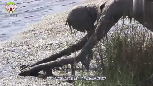 女子在河边散步,偶然发现一只"怪物"在喝水,镜头记录下全过程