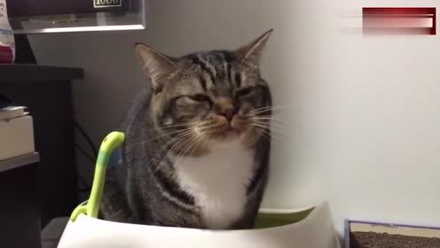 猫咪在上厕所时,表情是一言难尽呀,是便秘了吗?