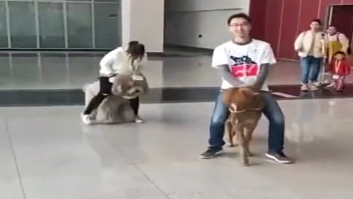 别人骑马她骑狗,老话说的好,骑狗烂裤裆!