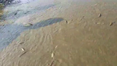 鱼塘抽水三天鱼塘终于见底了,小哥要下塘抓鱼,鱼太多估计要抓到晚上