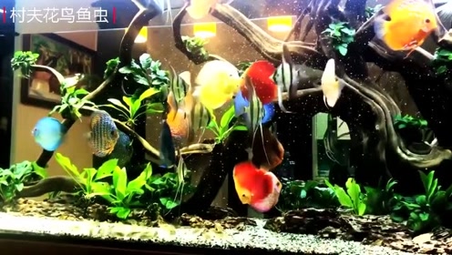 七彩神仙鱼和燕鱼的混搭,再来点精美沉木,这鱼缸绝了