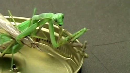 雄螳螂为了繁殖舍身把自己喂给雌螳螂,被吃的只剩下半身在动