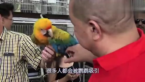 鹦鹉活得不如个鸡毛掸子被人嫌弃了20多年一段爱情让它重新阳光！