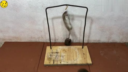 一个可乐瓶,一根绳子,一块木板做捕鼠陷阱,捉到一只大老鼠!