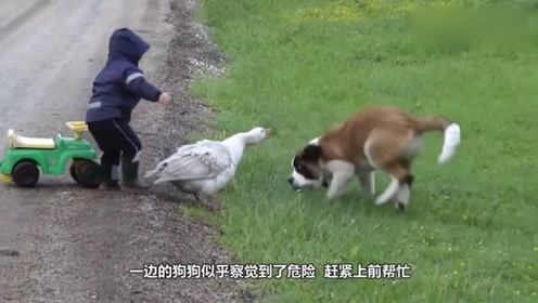 看到大白鹅欺负心爱的狗子,宝宝毫不犹豫出手"护犊,太可爱了