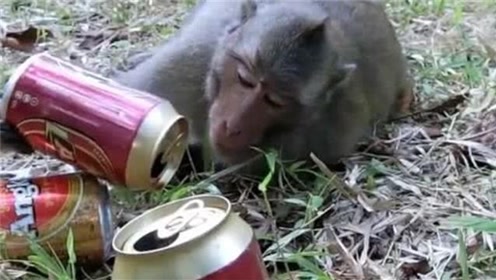 猴子看游客喝酒很过瘾,竟向游客讨酒喝,下一秒意外发生了