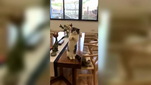 你到底是猫是狗，要成精啊