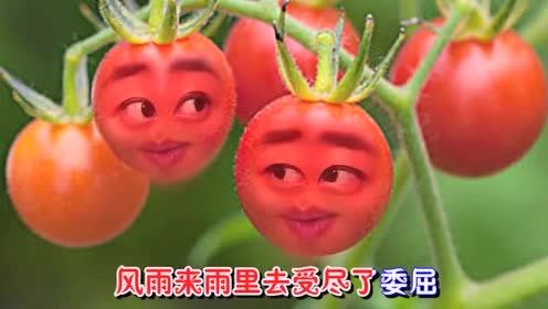 爆笑改编西红柿版《男人的不容易》,西红柿的表情太搞笑了!