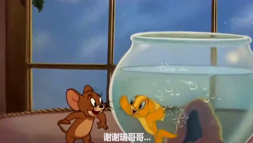 猫和老鼠方言配音:杰瑞偷食物为小鱼喂饭,汤姆学做菜有激情!